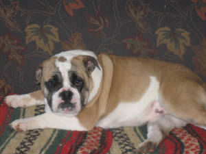 decpuppies.jpg
