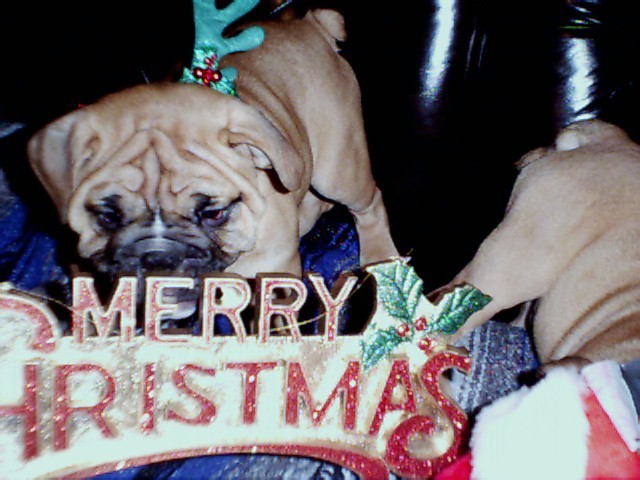 bulldogfemalemerrychristmas.jpg