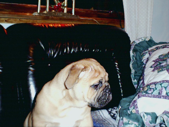 bulldogmalesideviewhead112002.jpg
