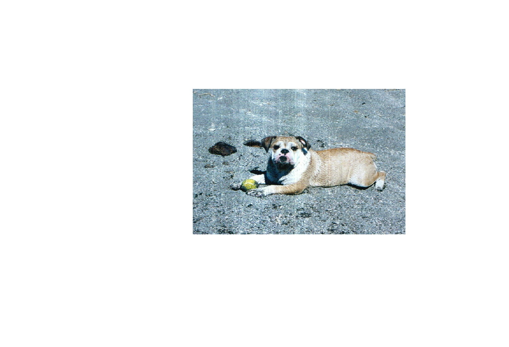 daffybiggerversion2.jpg