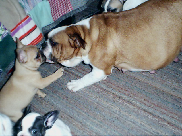 lilleandpuppies112202.jpg