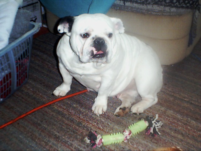 pebbles1.jpg